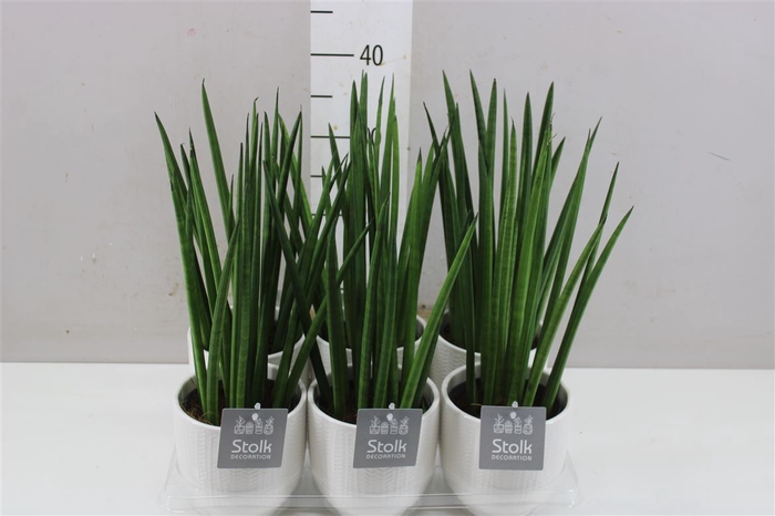 <h4>Sansevieria Cylindrica Mikado Liv Keramiek</h4>