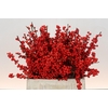 Ilex Rood