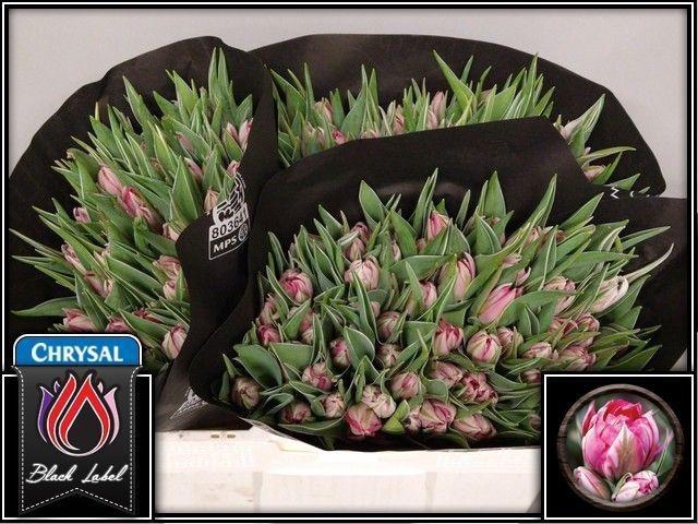 <h4>TU DU FLASH POINT</h4>