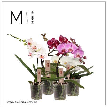 <h4>Phalaenopsis Spirit Mix 1 Spike - 1</h4>