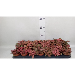 Fittonia verschaf. 'Red Star'