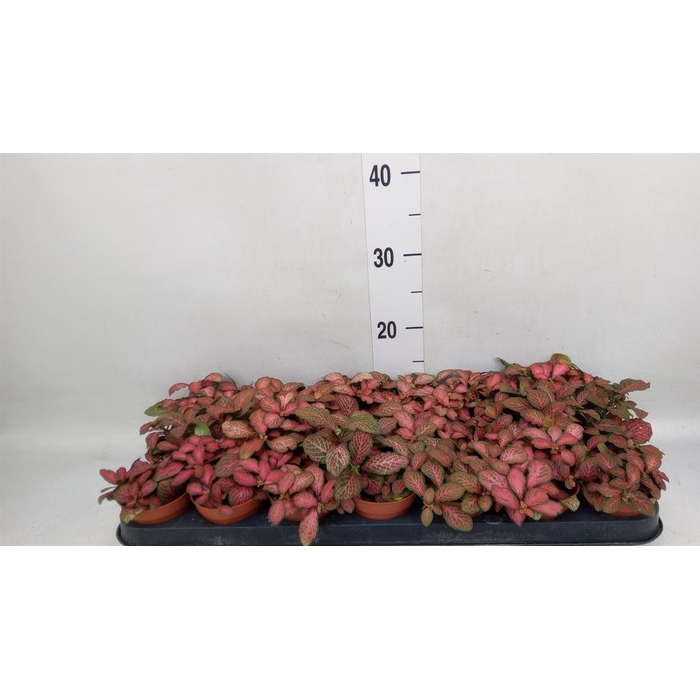 <h4>Fittonia verschaf. 'Red Star'</h4>