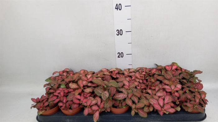 <h4>Fittonia verschaf. 'Red Star'</h4>