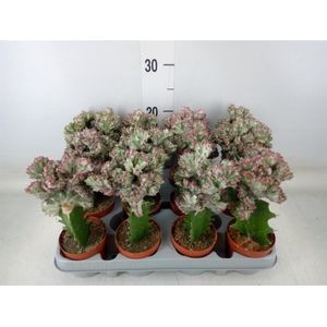 Euphorbia lactea