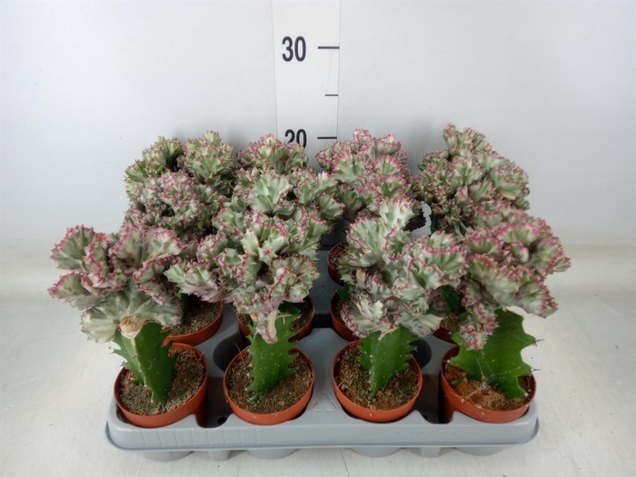 <h4>Euphorbia lactea</h4>