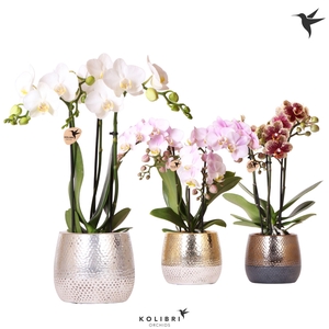 Kolibri Orchids Phalaenopsis mix 3 spike in Elite pot mix