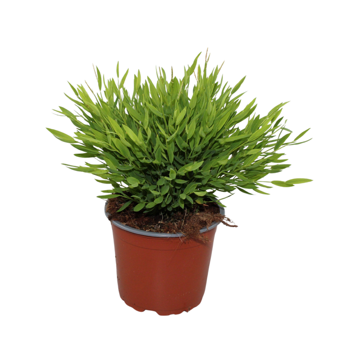 <h4>Bamusa Pogonatherum 'Monica'</h4>