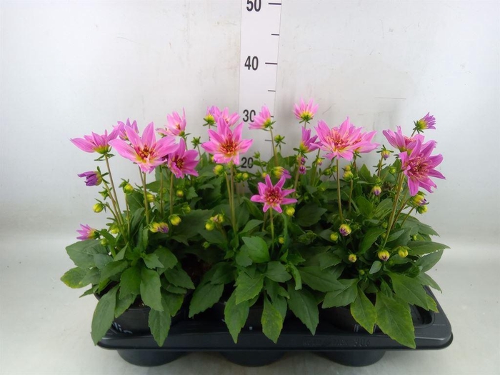 <h4>Dahlia   ...from seeds/cuttings</h4>