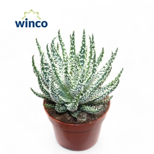 Aloe Humilis