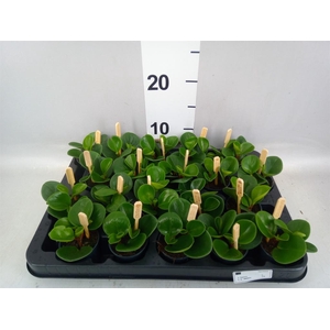 Peperomia obt. 'Green Gold'