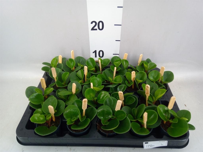 <h4>Peperomia obt. 'Green Gold'</h4>
