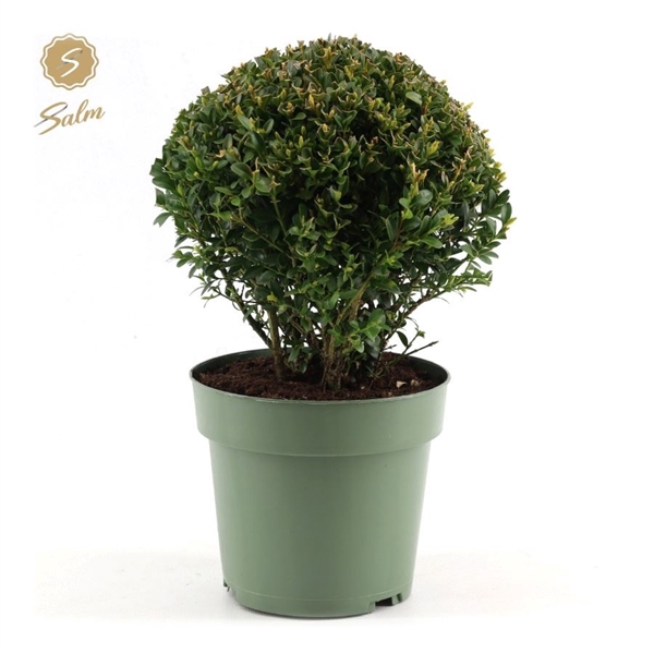 <h4>Buxus semp. Ball Ø20cm P17</h4>