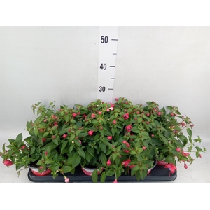 Fuchsia  'Bella Fuchsia Lydia'
