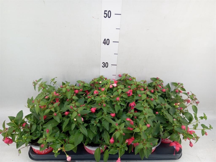 <h4>Fuchsia  'Bella Fuchsia Lydia'</h4>