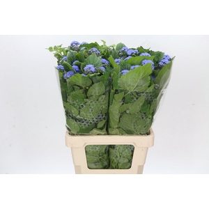 Ageratum Blue Planet