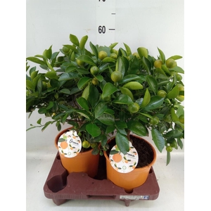 Citrofortunella mic.