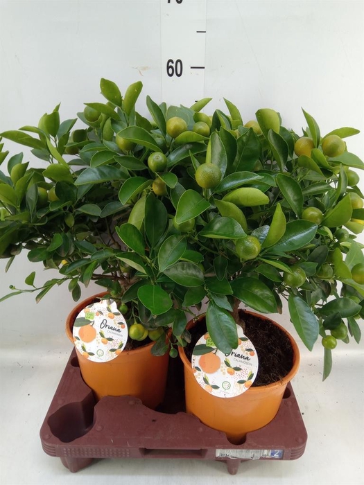 <h4>Citrofortunella mic.</h4>