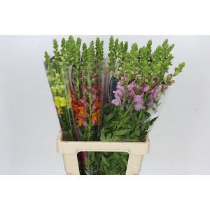 Antirrhinum Potomac Unicolor Mix