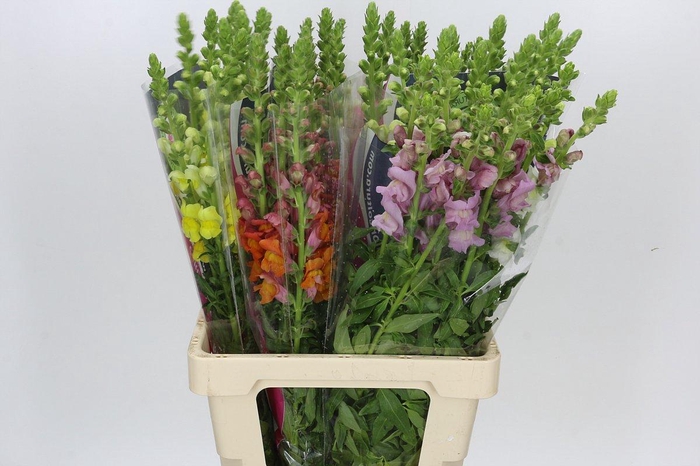 <h4>Antirrhinum Potomac Unicolor Mix</h4>
