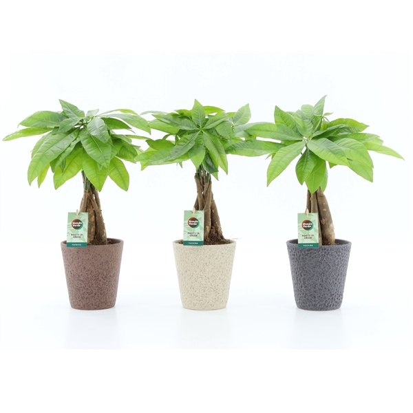 <h4>Pachira Aquatica gevlochten stam in Nature keramiek</h4>