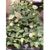 Helleborus niger