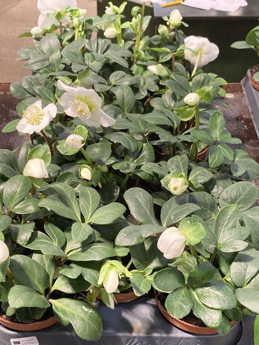 Helleborus niger