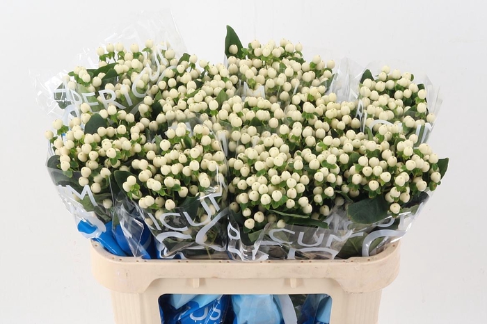 <h4>Hyp Coco Uno</h4>