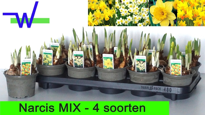 <h4>NARC GEM 4 SRT</h4>