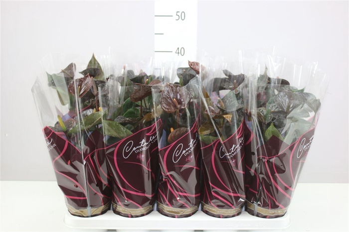 <h4>Anth An Black Love A2</h4>