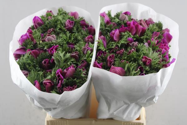 <h4>Anem Co Mis + Fucsia</h4>