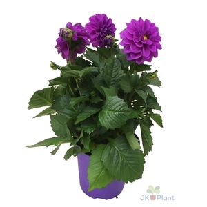 Dahlia Miscellaneous Grp Dahlinova Hypnotica Lavender