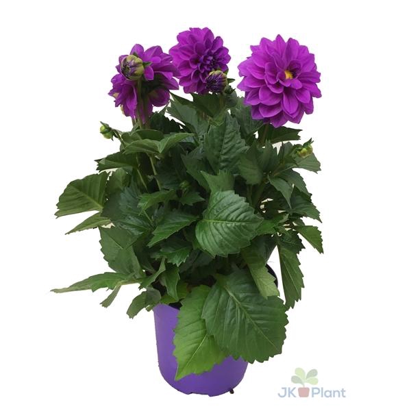 <h4>Dahlia Miscellaneous Grp Dahlinova Hypnotica Lavender</h4>
