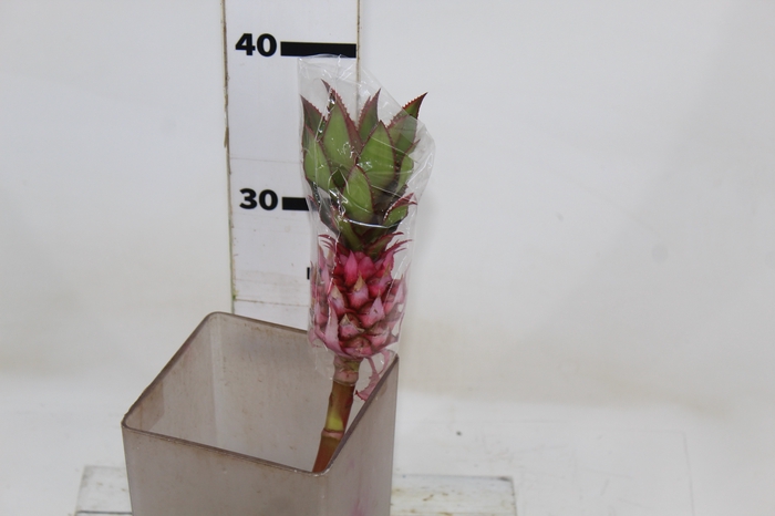 <h4>ANANAS MINI ROSA</h4>