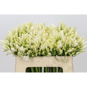 Agapanthus Gletsjer