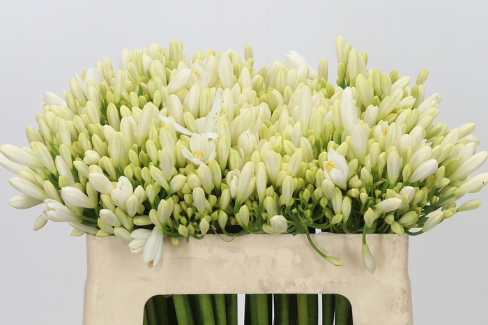 <h4>Agapanthus Gletsjer</h4>