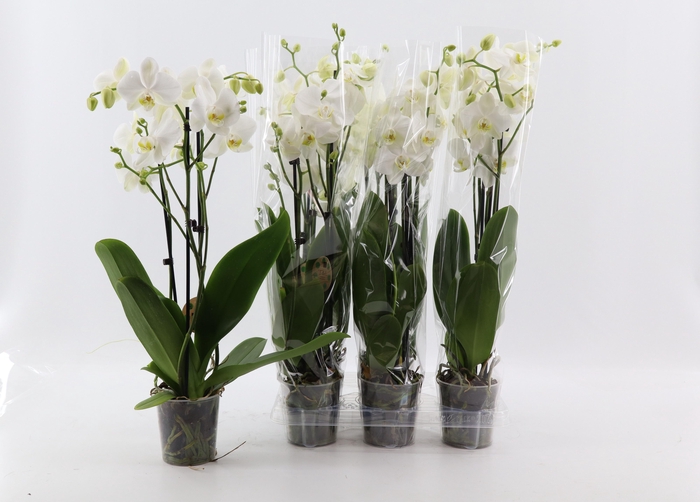 <h4>PHAL OV WIT</h4>