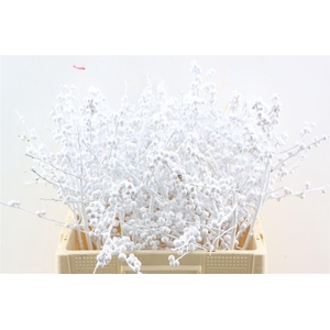 Ilex Kbh White Glitter Stem