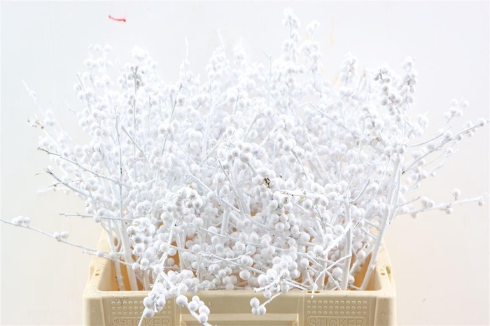 Ilex Kbh White Glitter Stem