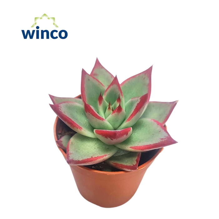 <h4>Echeveria Dark Line</h4>