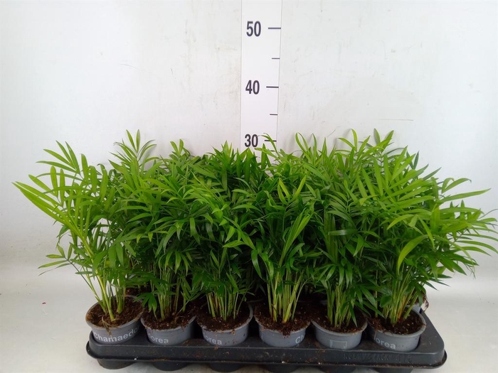 <h4>Chamaedorea elegans</h4>