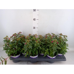Fuchsia  'Bella Fuchsia'  ..mix