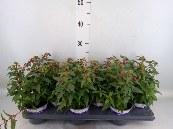 <h4>Fuchsia 'Bella Fuchsia' ..mix</h4>