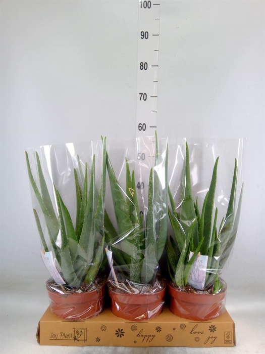 <h4>Aloe vera</h4>