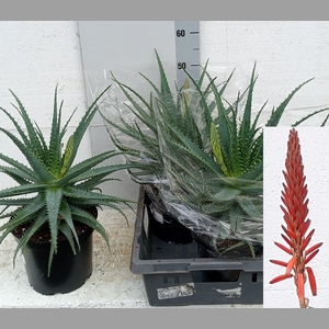 ALOE ARBORESCENS