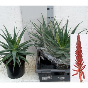 ALOE ARBORESCENS