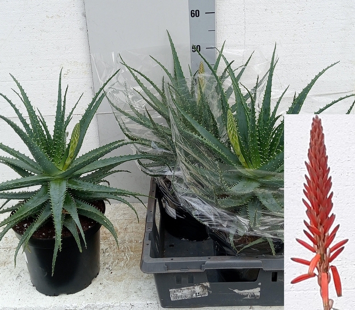 <h4>ALOE ARBORESCENS</h4>