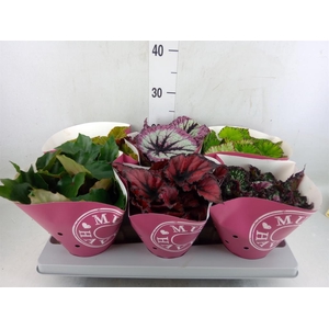 Begonia BD 'Beleaf'   ...mix