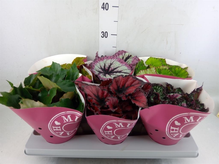 <h4>Begonia BD 'Beleaf'   ...mix</h4>
