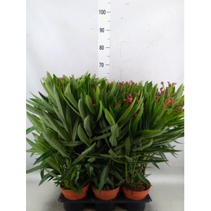 Nerium oleander   ...
