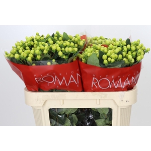 Hypericum Smiley Romance